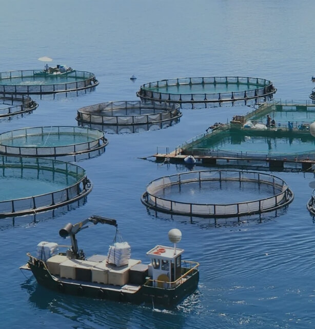 The use of geogrid in breeding poultry