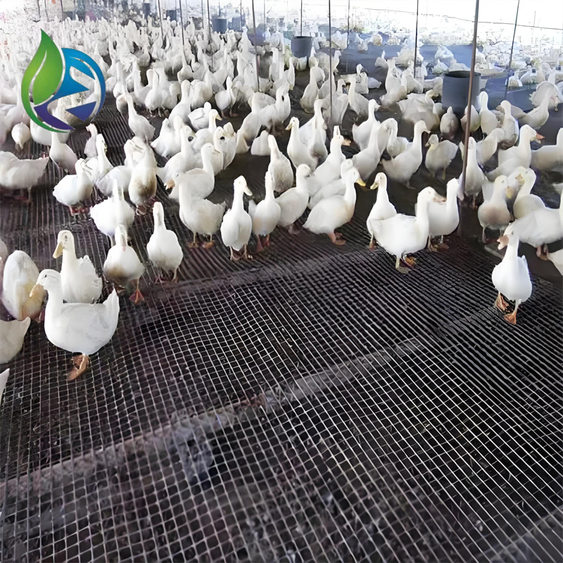 Poultry breeding net.jpg Poultry breeding net.jpg